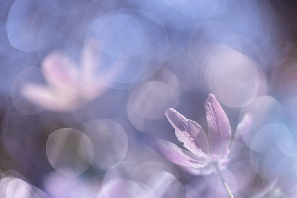 workshop meervoudige belichting, Combi alles over bokeh en soft focus