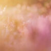 Macro op de heide