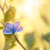 Macro op de heide