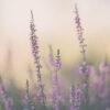 Macro op de heide
