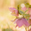 Workshop alles over bokeh
