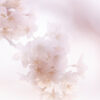 Workshop Soft Focus