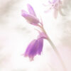 Workshop Soft Focus