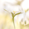 Workshop Soft Focus, Wat is diafragma?