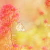 Workshop Soft Focus