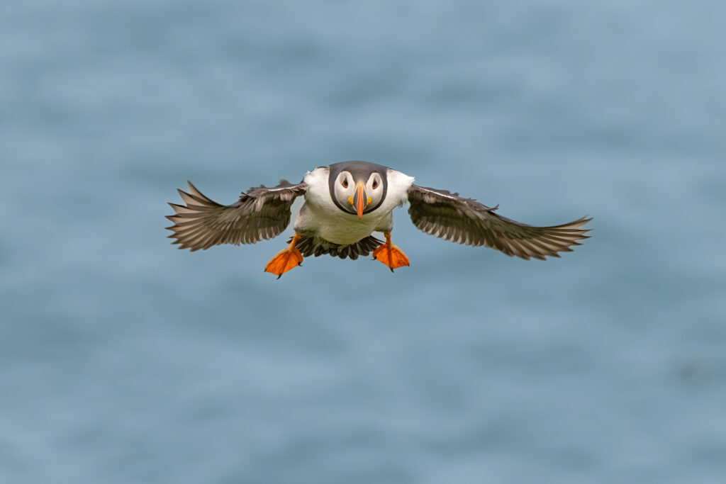 Skomer Island - papegaaiduikers of puffins