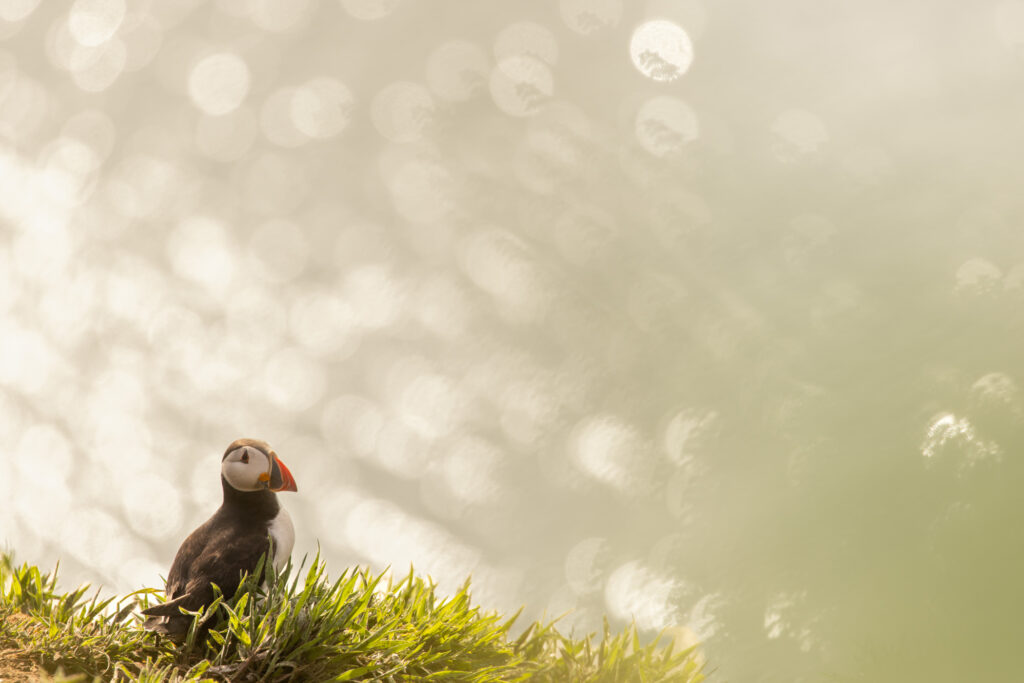Skomer Island - papegaaiduikers of puffins