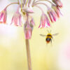 Bloemen en insecten fotograferen