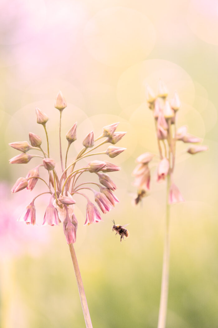 Bloemen en insecten fotograferen