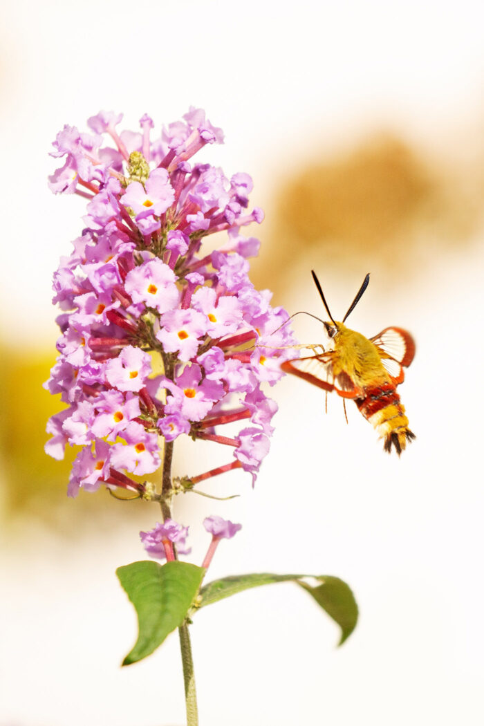 Bloemen en insecten fotograferen
