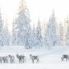 Lezing Zweeds Lapland - Afbeelding 2