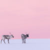 Lezing Zweeds Lapland