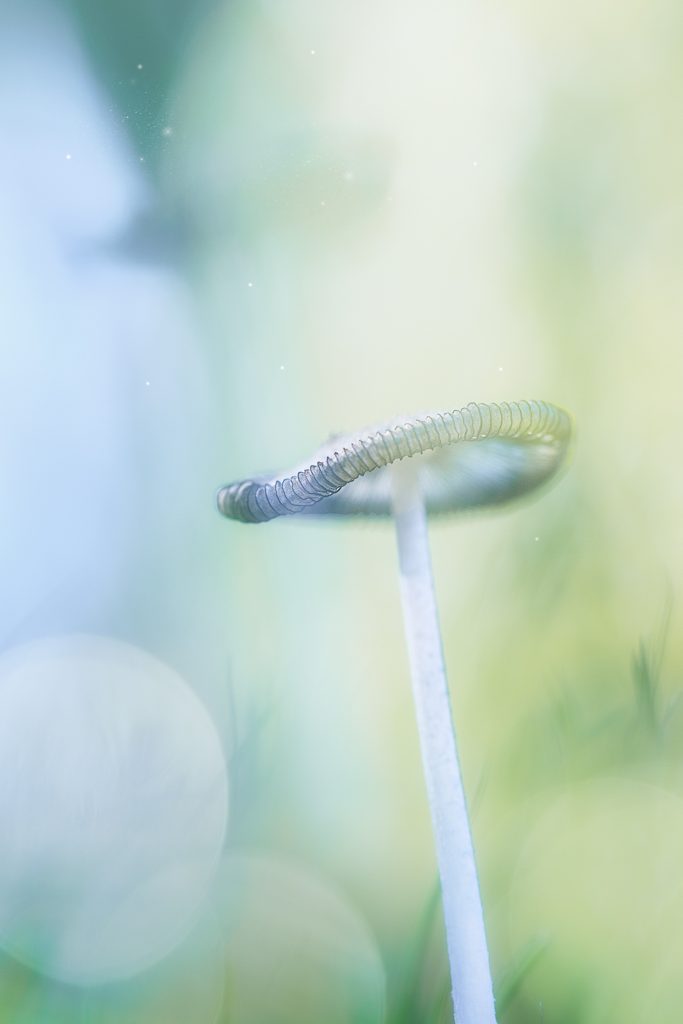 Macrofotografie in de herfst