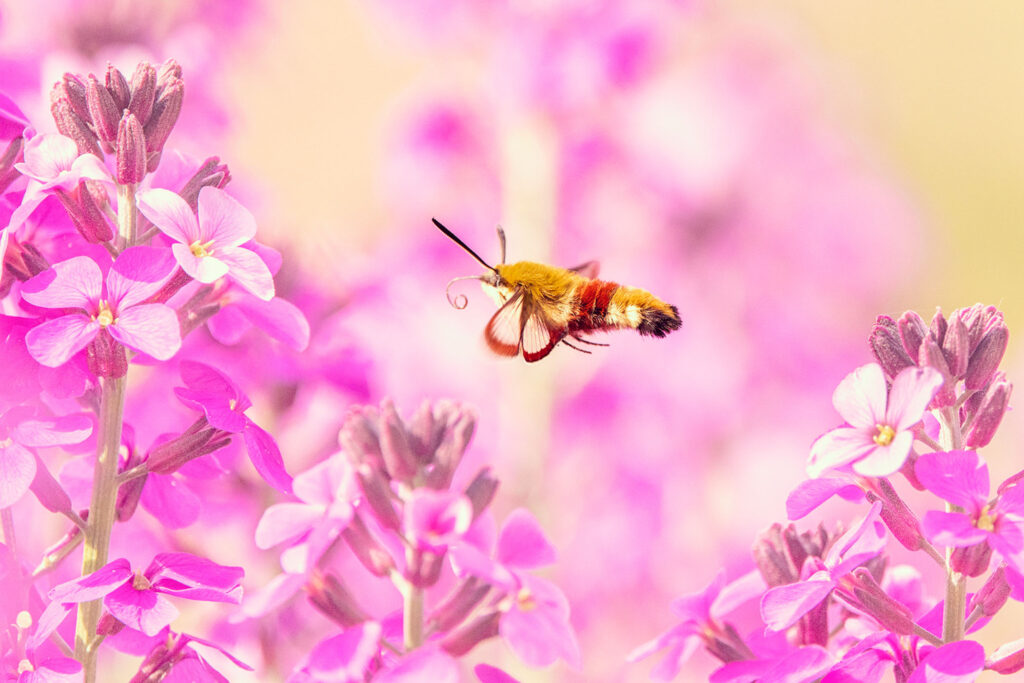 Workshop Meijendel - glasvleugelpijlstaart - in2pictures fotoschool