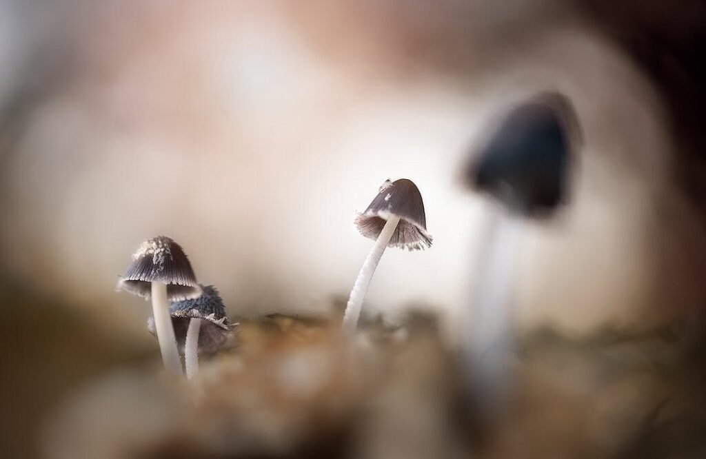 Macrofotografie in het Speulderbos voor CameraNu