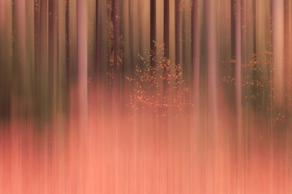 Meervoudige belichting in het herfstbos voor Natuurfotografie.nl