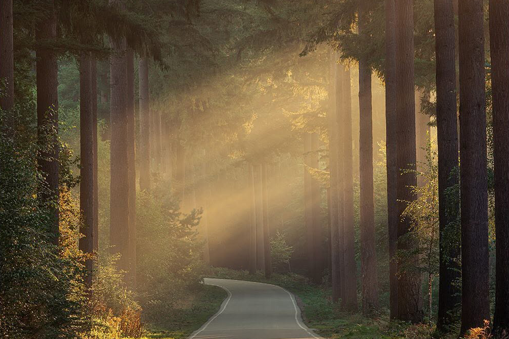 Liefde voor de telelens in het speulderbos voor Natuurfotografie.nl